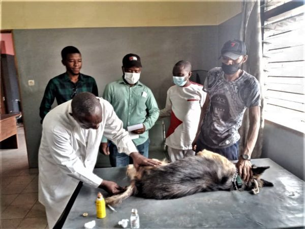 Veterinary Clinic of Kinshasa, DRC: A sick dog under consultation 